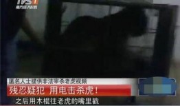 屠宰最新爆料视频播放,屠宰场内幕视频曝光，震撼揭示行业黑幕